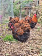 Raszuivere Orpington goudzwart gezoomd, Dieren en Toebehoren, Pluimvee