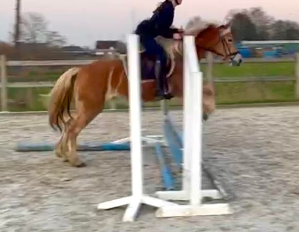 Allround haflinger, Merrie