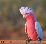 tamme rose kaketoe, Mâle, Perroquet, Parleur