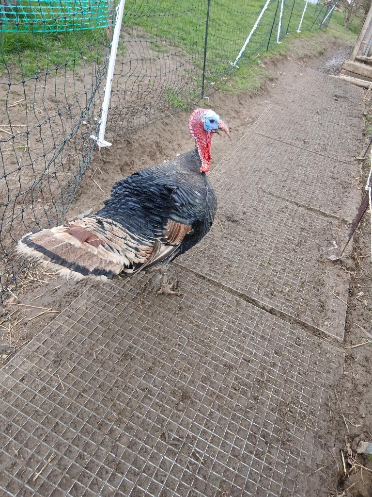 Dindon 2024, Enlèvement, Utilisé