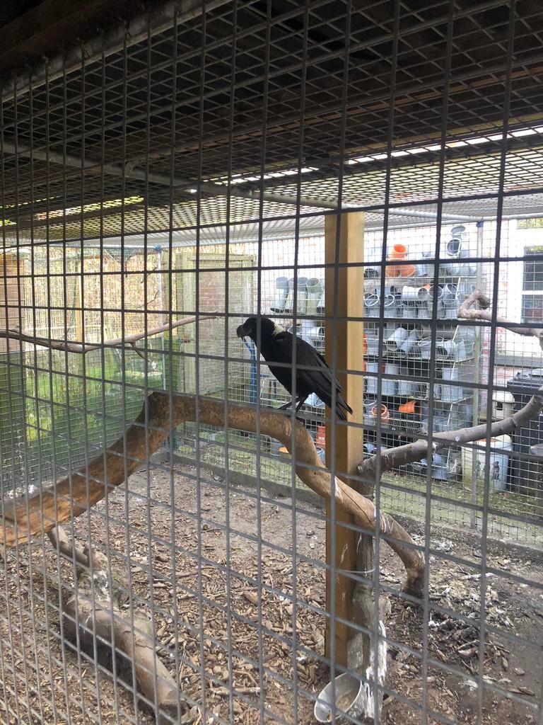 Witnekraaf, Plusieurs animaux, Oiseau tropical, Bagué