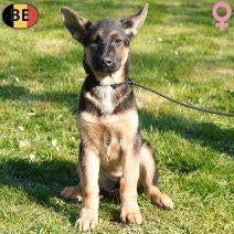 Berger Allemand à poil court - chiots à vendre (belges), Animaux & Accessoires, Chiens | Bergers & Bouviers, Plusieurs animaux