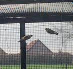 Bloemputter kleine distelvink koppel, Plusieurs animaux, Oiseau chanteur sauvage, Domestique