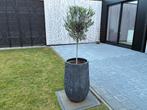 olijfboom in bloembak, Tuin en Terras, Ophalen