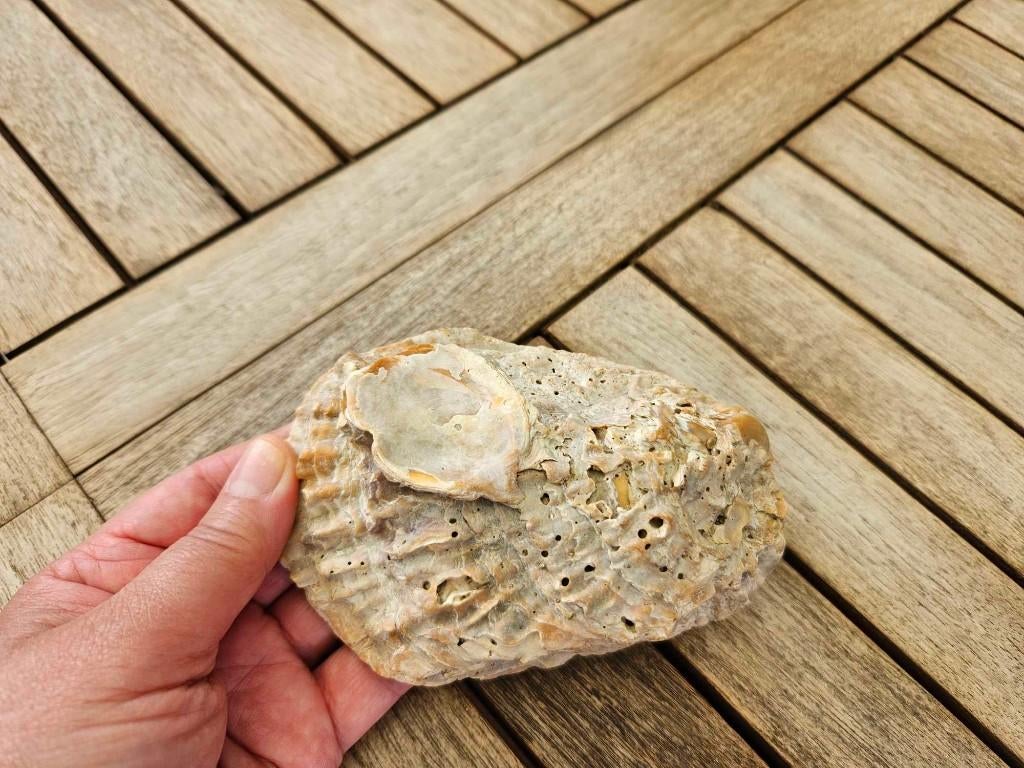 Coquillage décoration mer, Ophalen of Verzenden, Schelp(en)