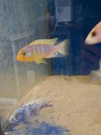 Cichlides malawi maylandia aurora