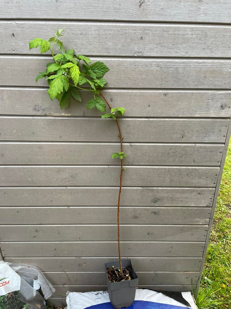 Framboos plant, Ophalen, Zomer