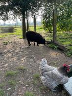 Ouessant ooi en 2 kippen, Dieren en Toebehoren, Schapen, Geiten en Varkens, Vrouwelijk, Schaap, 6 jaar of ouder