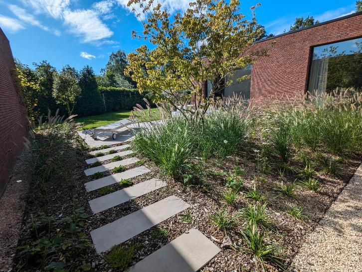 Pennisetum Hameln, Jardin & Terrasse, Plantes | Jardin, Plante fixe, Graminées ornementales, Mi-ombre, Ne fleurit pas, Enlèvement