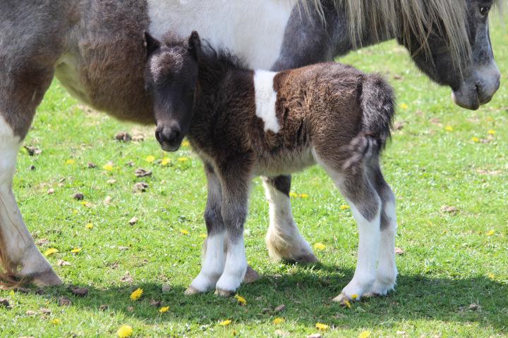 Bont shetlander veulen, Animaux & Accessoires, Chevaux, Étalon, Non dressé, Moins de 160 cm, 0 à 2 ans, Cheval de récréation, Avec puce électronique