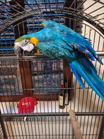 Blauw gele ara pop, Dieren en Toebehoren, Geringd