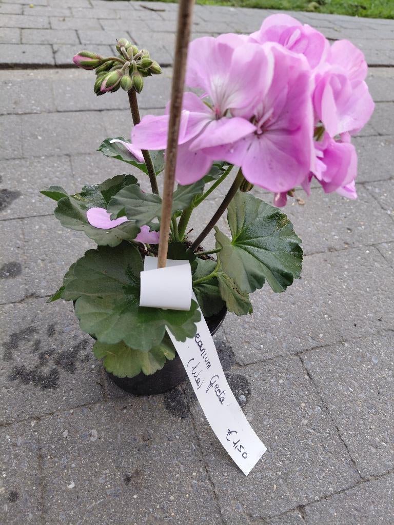 Geranium soorten, Tuin en Terras, Ophalen