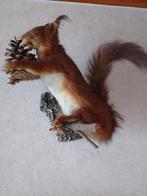 Eekhoorn taxidermie