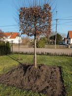 Beuk op stam GRATIS, Enlèvement