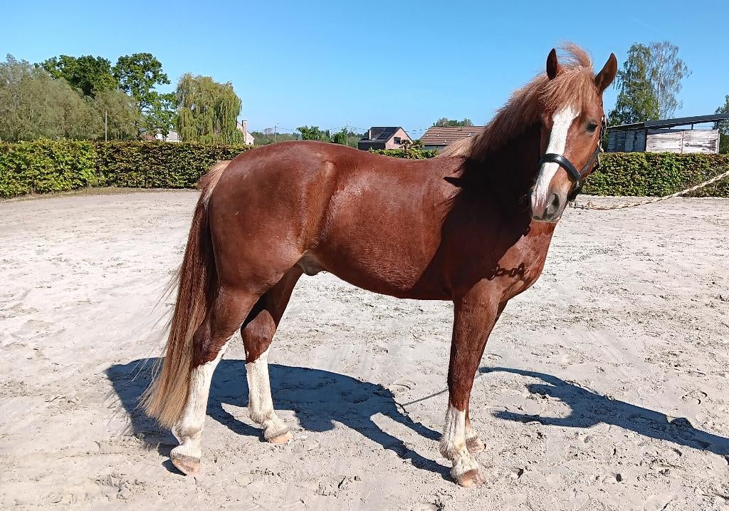 Voskleurige Freiberger ruin van 3 jaar, Dieren en Toebehoren, Minder dan 160 cm, Met stamboom, Ruin, 3 tot 6 jaar