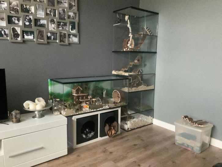 Degoekooi of stekelmuizen terrarium kopen, Dieren en Toebehoren, Knaagdieren en Konijnen | Hokken en Kooien, Nieuw, Hok, 90 cm of meer