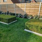 Buxusplanten te koop, Tuin en Terras, Planten | Struiken en Hagen, Ophalen, Buxus, Haag, Minder dan 100 cm