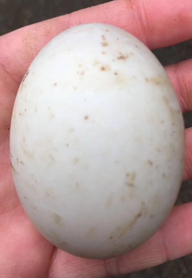 Eendeneieren, Enlèvement ou Envoi