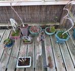 Pre Bonsaïs - Zaailingen van 4 tot 8 jaar oud, In pot, Halfschaduw, Lente, Minder dan 100 cm