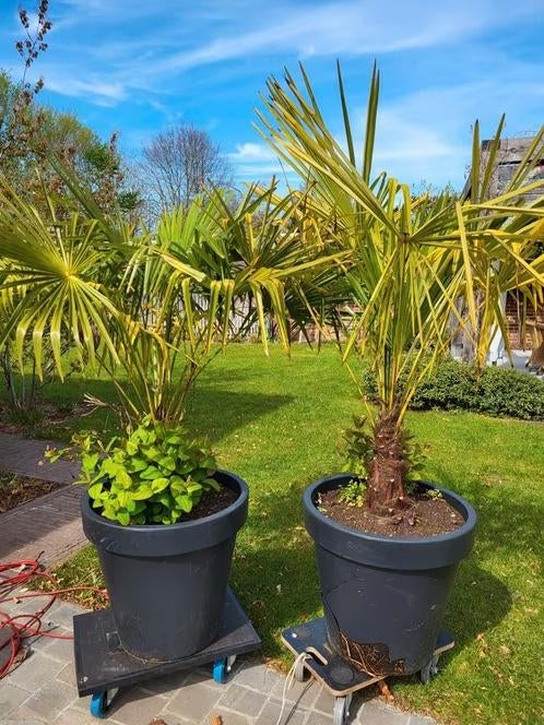 Set van 2 Grote Chinese Waaierpalmen (Trachycarpus Fortunei), Ophalen
