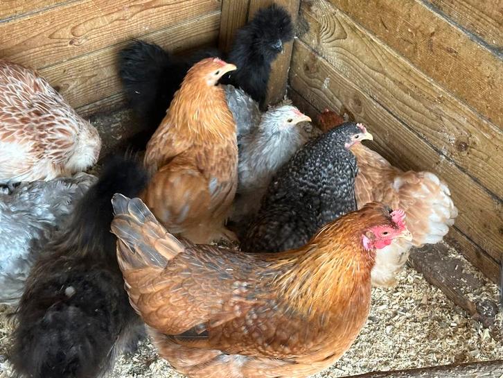 Groenleggers, Animaux & Accessoires, Volatiles