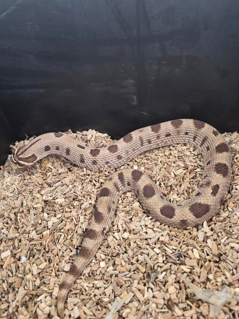 Volwassen Haakneus slang  vrouw purple line, Dieren en Toebehoren, Slang