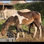 Barrock pinto 2jarige ruin, Dieren en Toebehoren, Gechipt, Minder dan 160 cm, B, Ruin