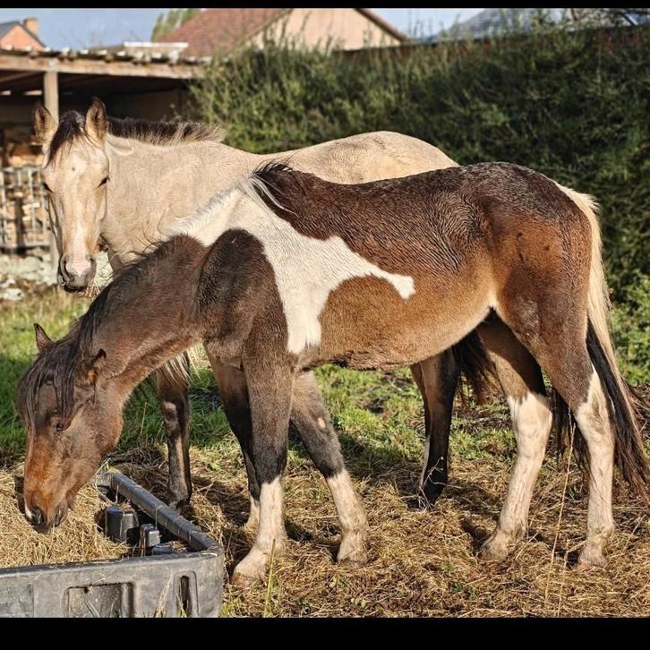 Barrock pinto 2jarige ruin, Animaux & Accessoires, Chevaux, Hongre, B, Moins de 160 cm, 0 à 2 ans, Avec puce électronique, Vermifugé