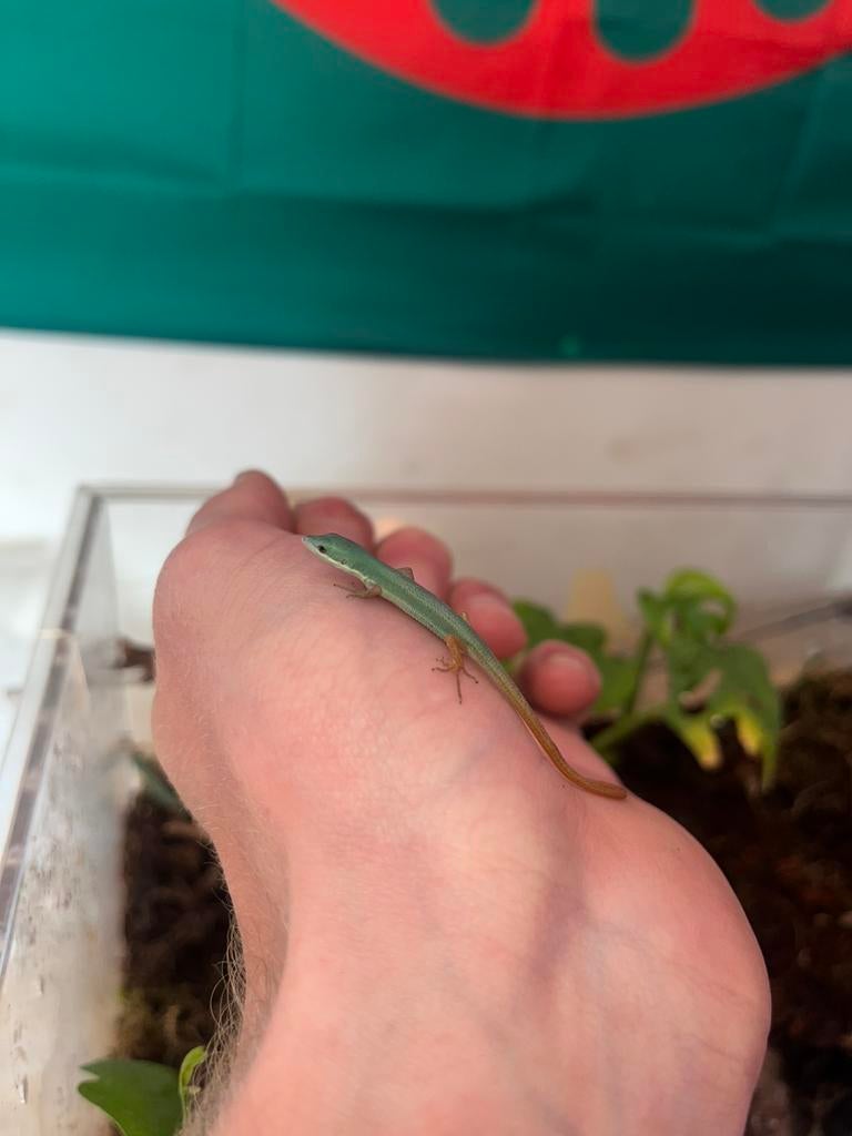 Takydromus Smagardinus juvenile, Animaux & Accessoires, Lézard, Domestique, 0 à 2 ans