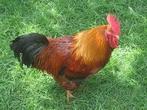 Coqs 0472/51.09.71, Animaux & Accessoires, Volatiles, Poule ou poulet