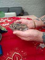 Russische hamster, Dieren en Toebehoren, Knaagdieren, November, Mannelijk, Hamster