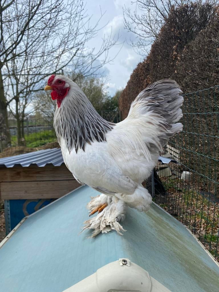 Brahma kriel haantje, Dieren en Toebehoren, Mannelijk, Kip