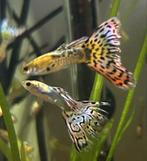 Raszuivere guppy's, Dieren en Toebehoren, Vissen | Aquariumvissen, Vis, Zoetwatervis, Schoolvis