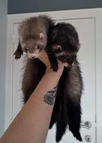 Fretten + kooi, Avril, Femelle