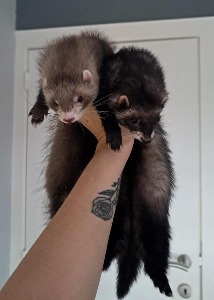 Fretten + kooi, Animaux & Accessoires, Animaux Autre, Femelle, Avril