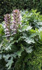 Acanthe Mollis, Enlèvement, Plante fixe