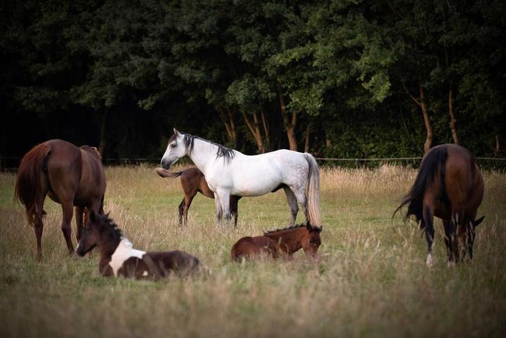 Verzorgpaarden aangeboden, Dieren en Toebehoren, Paarden