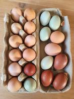 Broedeieren mix, Poule ou poulet