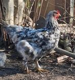 Legkip kruising splash brahma x andalusier hen legt al, Dieren en Toebehoren, Pluimvee, Kip