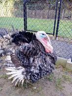 Amerikaanse bronskalkoen haan te koop, Mâle, Dinde