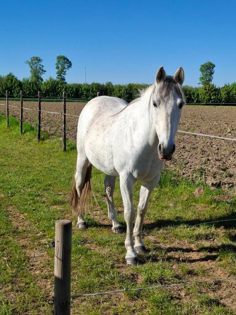 Spaanse paarden, Merrie