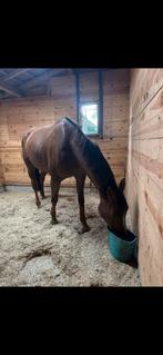 Tijdelijke stalling, Mise à l'étable