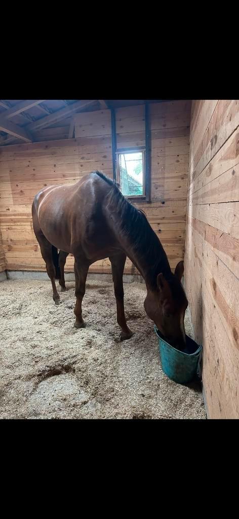 Tijdelijke stalling, Dieren en Toebehoren, Stalling en Weidegang, Stalling