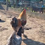 Brahma haan, Dieren en Toebehoren, Pluimvee