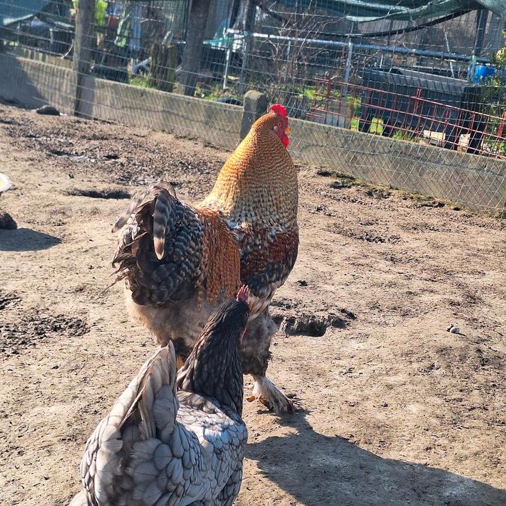 Brahma haan, Dieren en Toebehoren, Pluimvee