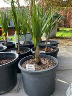 Palmboom jubaea chilensis, Enlèvement, Palmier