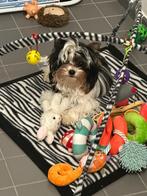 Saillie mini mâle Yorkshire Biewer 1 kilos 200, Dieren en Toebehoren, België, Fokker | Hobbymatig, 15 weken tot 1 jaar, Reu