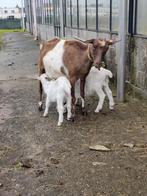 Lieve Bruinbont melkgeit met stamboek en 2 Saane geitjes, Animaux & Accessoires, Moutons, Chèvres & Cochons