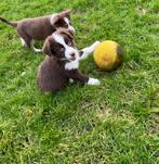 Knappe Australische herder (aussie) pups, Dieren en Toebehoren, Honden | Herdershonden en Veedrijvers, België, CDV (hondenziekte)