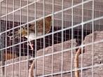 Groenvinken, Dieren en Toebehoren, Vogels | Overige Vogels, Meerdere dieren, Wildzangvogel, Geringd